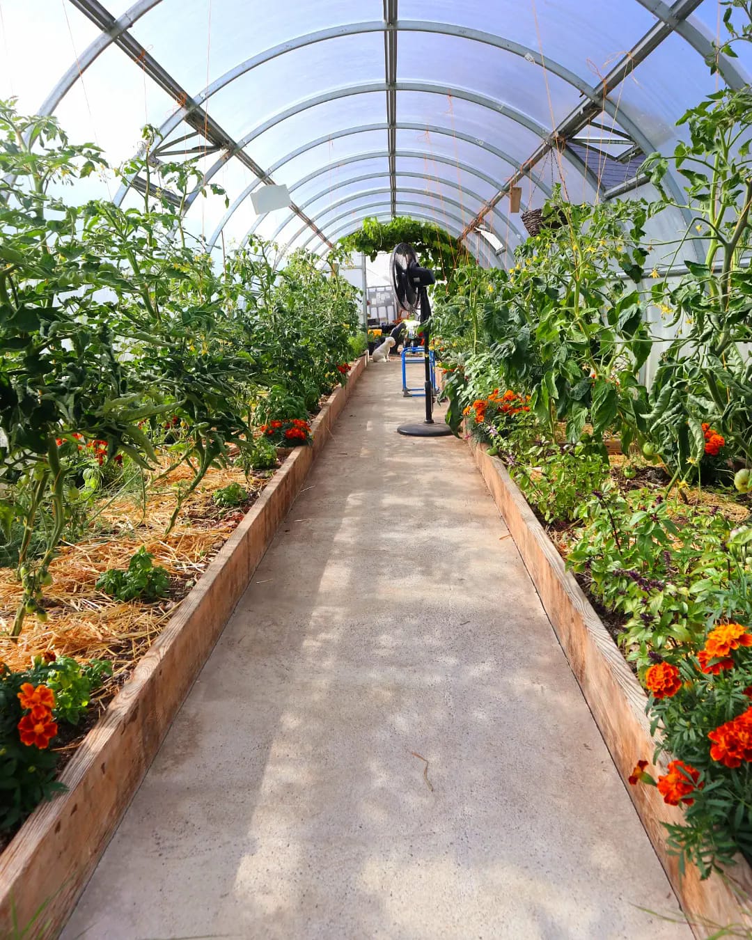 GREENHOUSE SIGMA 18 M² (3M X 6M; 9.8FT X 19.6FT)