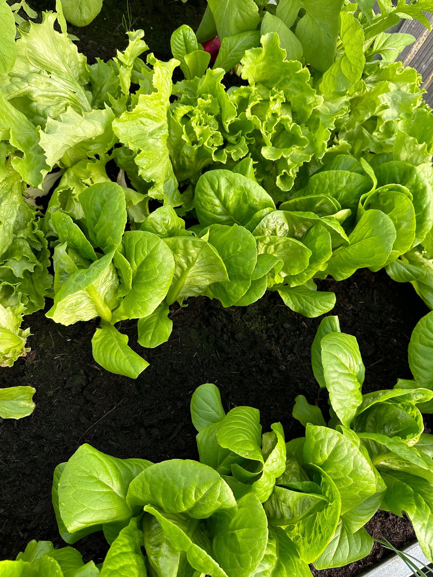 GREENHOUSE SOIL and COMPOST MIX bulk bag
