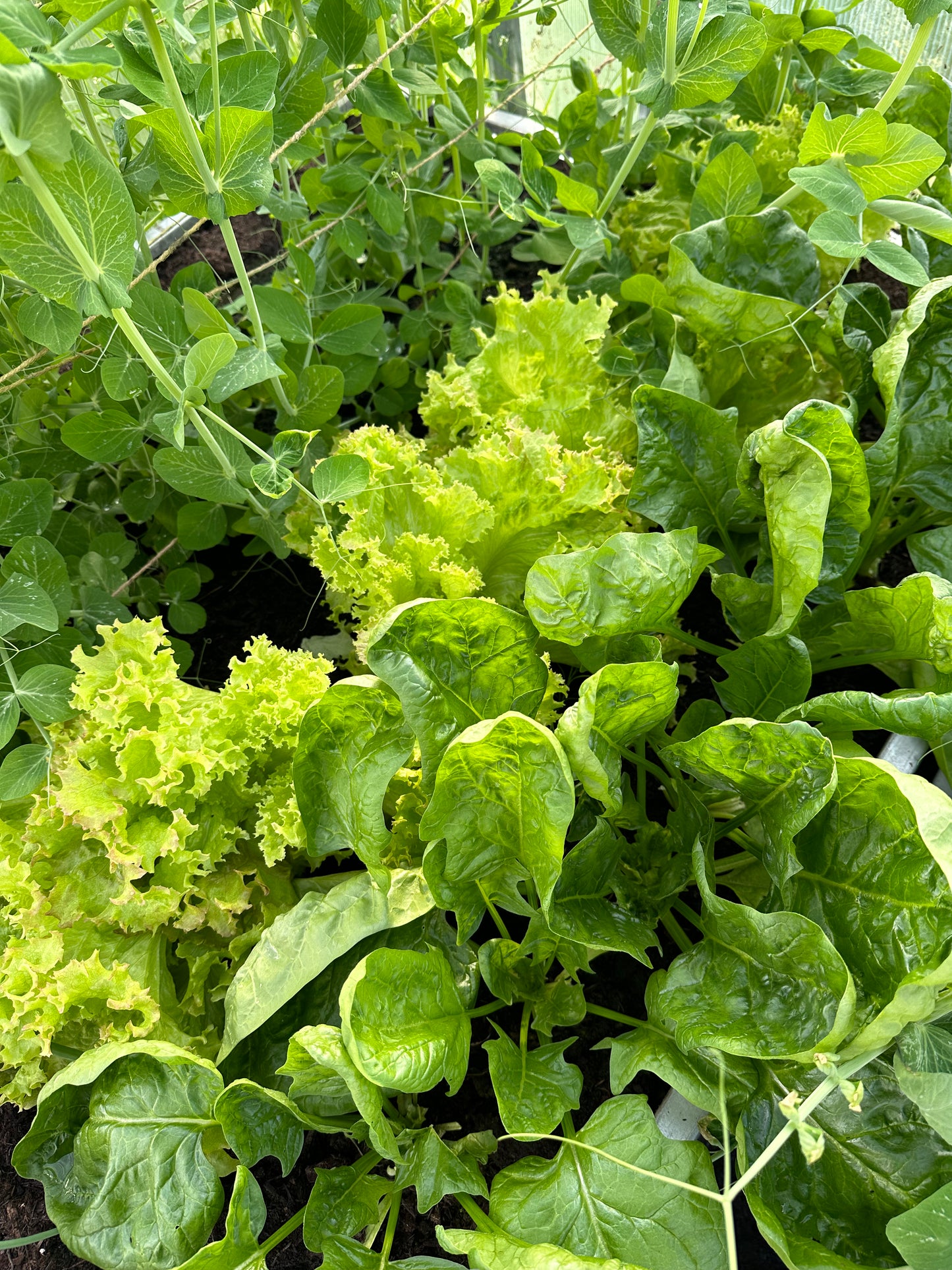 GREENHOUSE SOIL and COMPOST MIX bulk bag