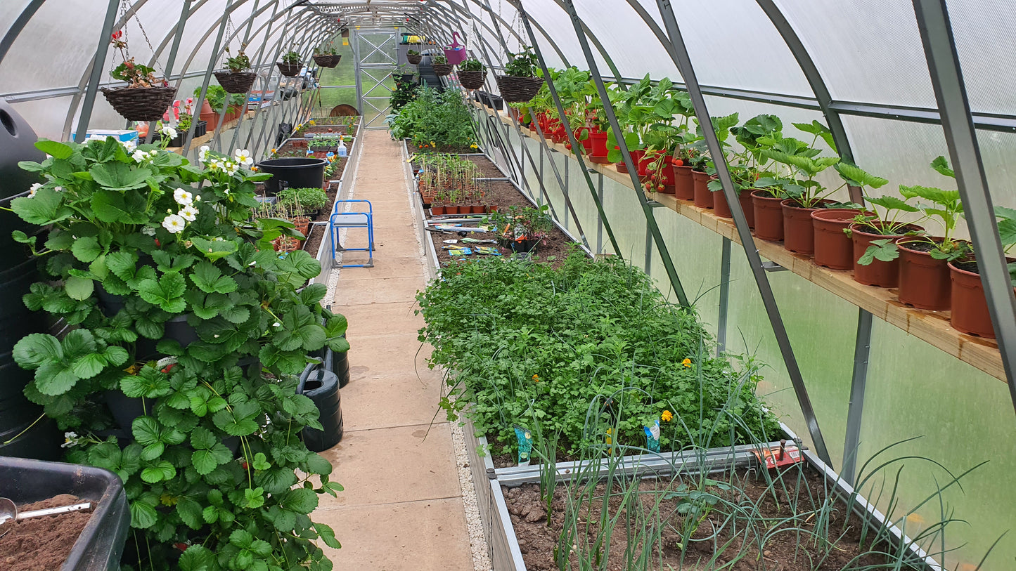 NEW 2021 GREENHOUSE STRONG 30 M² (3M X 10M; 9.8FT X 33FT)