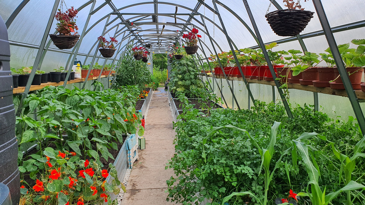 NEW 2021 GREENHOUSE STRONG 30 M² (3M X 10M; 9.8FT X 33FT)