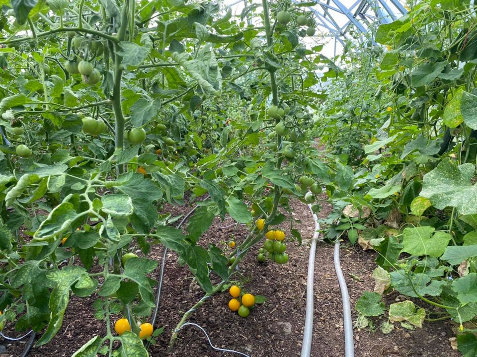FARMER 7.5 (63.75M² - 7.5M X 8.5M; 24.6FT X 27.9FT)