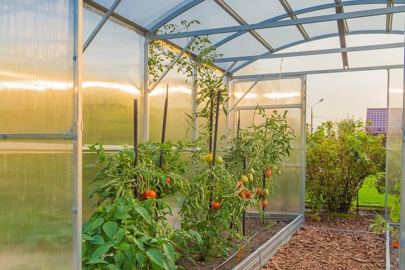 GREENHOUSE PRIMA-3 12 M² (3M X 4M; 9.8FT X 13FT)/ 6mm