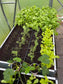 AQUADROP WATER DRIP SYSTEM With Timer