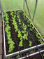 AQUADROP DRIP IRRIGATION SYSTEM from the mains water supply