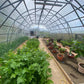 FARMER 7.5 (63.75M² - 7.5M X 8.5M; 24.6FT X 27.9FT)