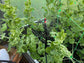 SPRINKLER IRRIGATION SYSTEM WITH TIMER