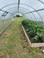 GREENHOUSE SIGMA 36M²