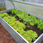 seedbed-Astra-greenhouse-ksb