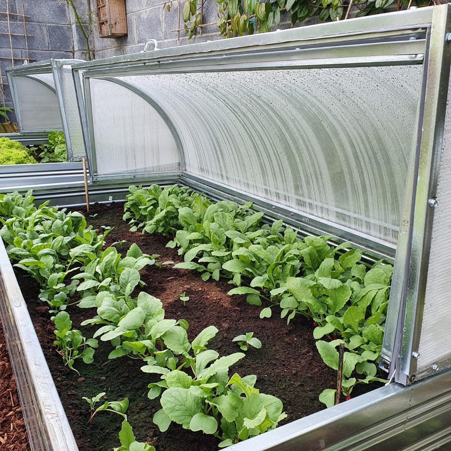 seedbed “Astra” 