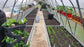 NEW 2021 GREENHOUSE STRONG 30 M² (3M X 10M; 9.8FT X 33FT)