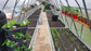 NEW 2021 GREENHOUSE STRONG 36 M² (3M X 12M; 9.8FT X 39.4FT)