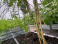 AQUADROP WATER DRIP SYSTEM Water Tank/Timer