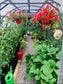 NEW 2021 GREENHOUSE STRONG 30 M² (3M X 10M; 9.8FT X 33FT)