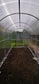 GREENHOUSE YOTA 16M² 2M X 8M (6.5FT X 26FT)