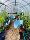 GREENHOUSE SIGMA 24M² 3M X 8M (9.8FT X 26FT)