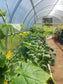 GREENHOUSE SIGMA 24M² 3M X 8M (9.8FT X 26FT)