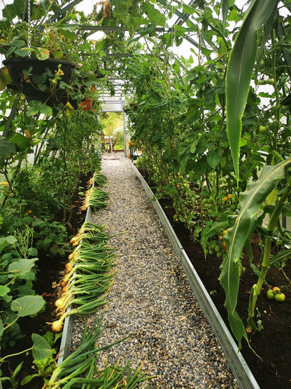 GREENHOUSE ARROW, 26 M² (2.6M X 10M; 8.5FT X 33FT)