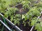 SPRINKLER IRRIGATION SYSTEM WITH TIMER