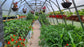 NEW 2021 GREENHOUSE STRONG 24 M² 3M X 8M (9.8FT X 26FT)
