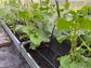 IRRIGATION SYSTEM "SPRINKLER"