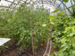FARMER 7.5 (47.25M² - 7.5M X 6.3M; 24.6FT X 20.7FT)