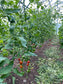 FARMER 7.5 (63.75M² - 7.5M X 8.5M; 24.6FT X 27.9FT)