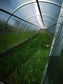 GREENHOUSE SIGMA 36M²