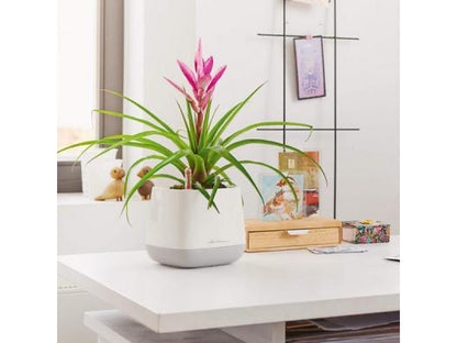 LECHUZA YULA PLANTER WHITE/GREY SEMI-GLOSS